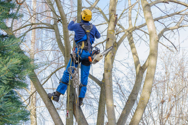 Tree and Shrub Care in Henryetta, OK