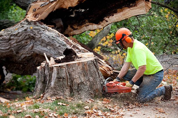 Best Tree Risk Assessment  in Henryetta, OK